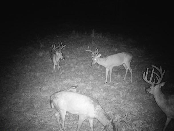 Listing Photo MLS #HMS2570964