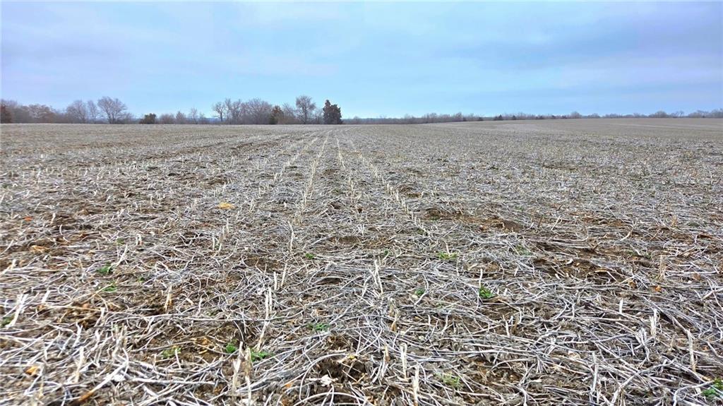 Listing Photo MLS #HMS2604943