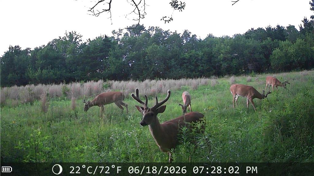 Listing Photo MLS #HMS2617083